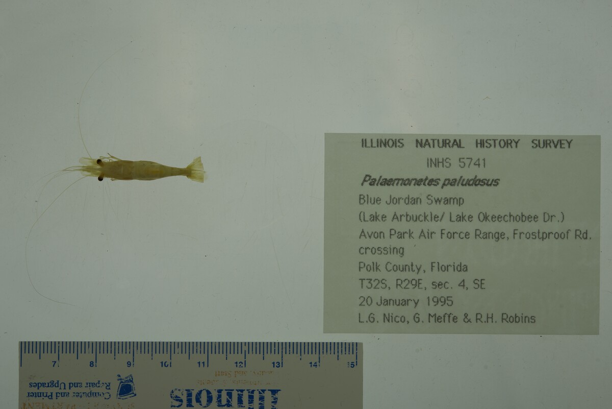 Palaemonetes paludosus image